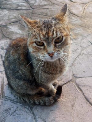 Natalia Ratowska 1TF, Kot na betonie, Cat on concrete